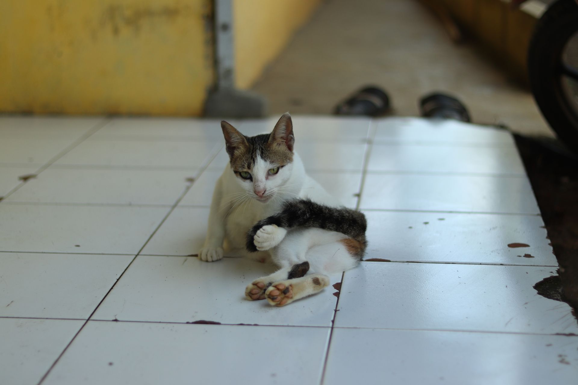 Kucing putih dengan corak tabby duduk di lantai keramik putih, sedang menjilati dan membersihkan salah satu kakinya dengan seksama.