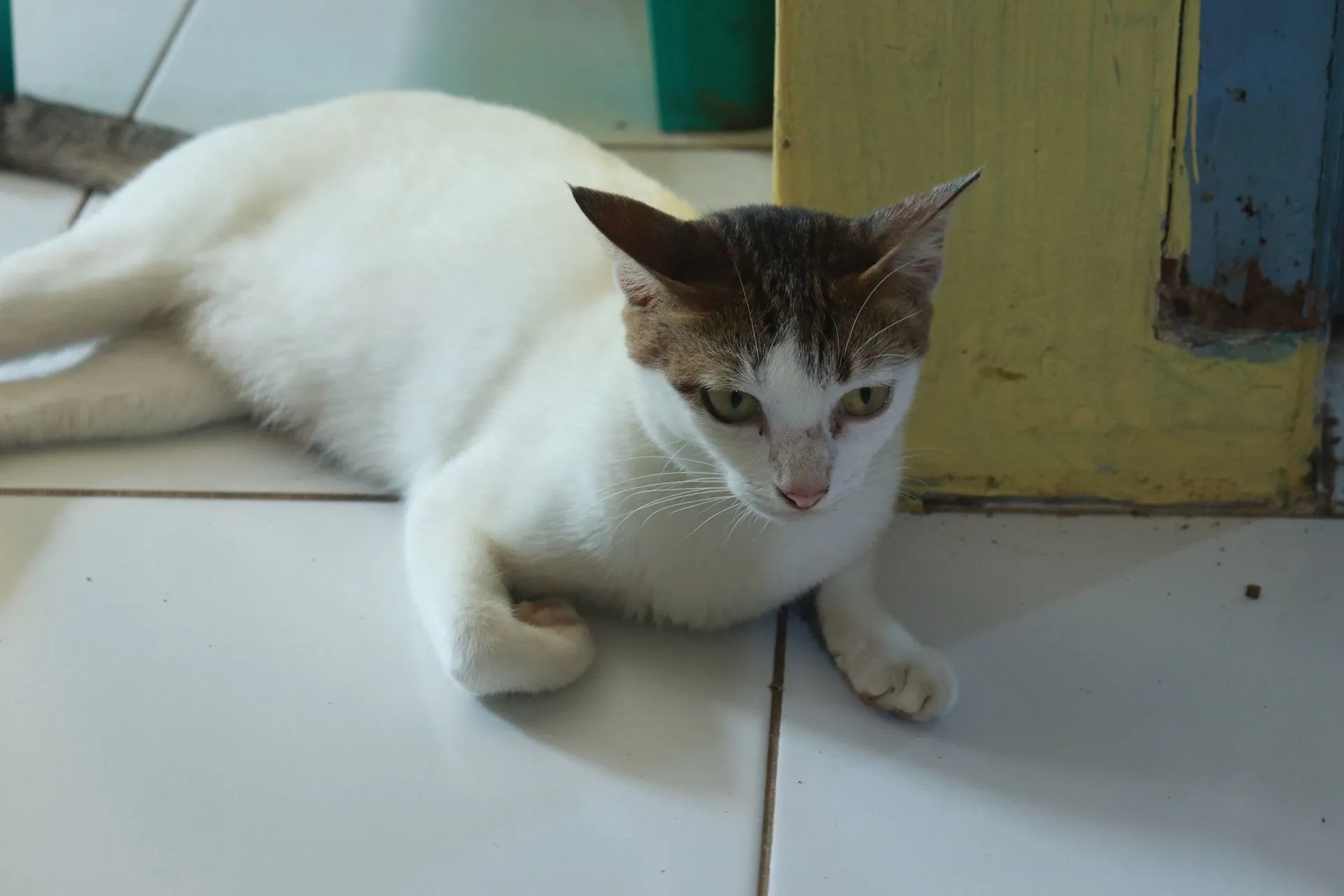 Seekor kucing putih dengan corak tabby di kepalanya sedang berbaring santai di lantai keramik putih.