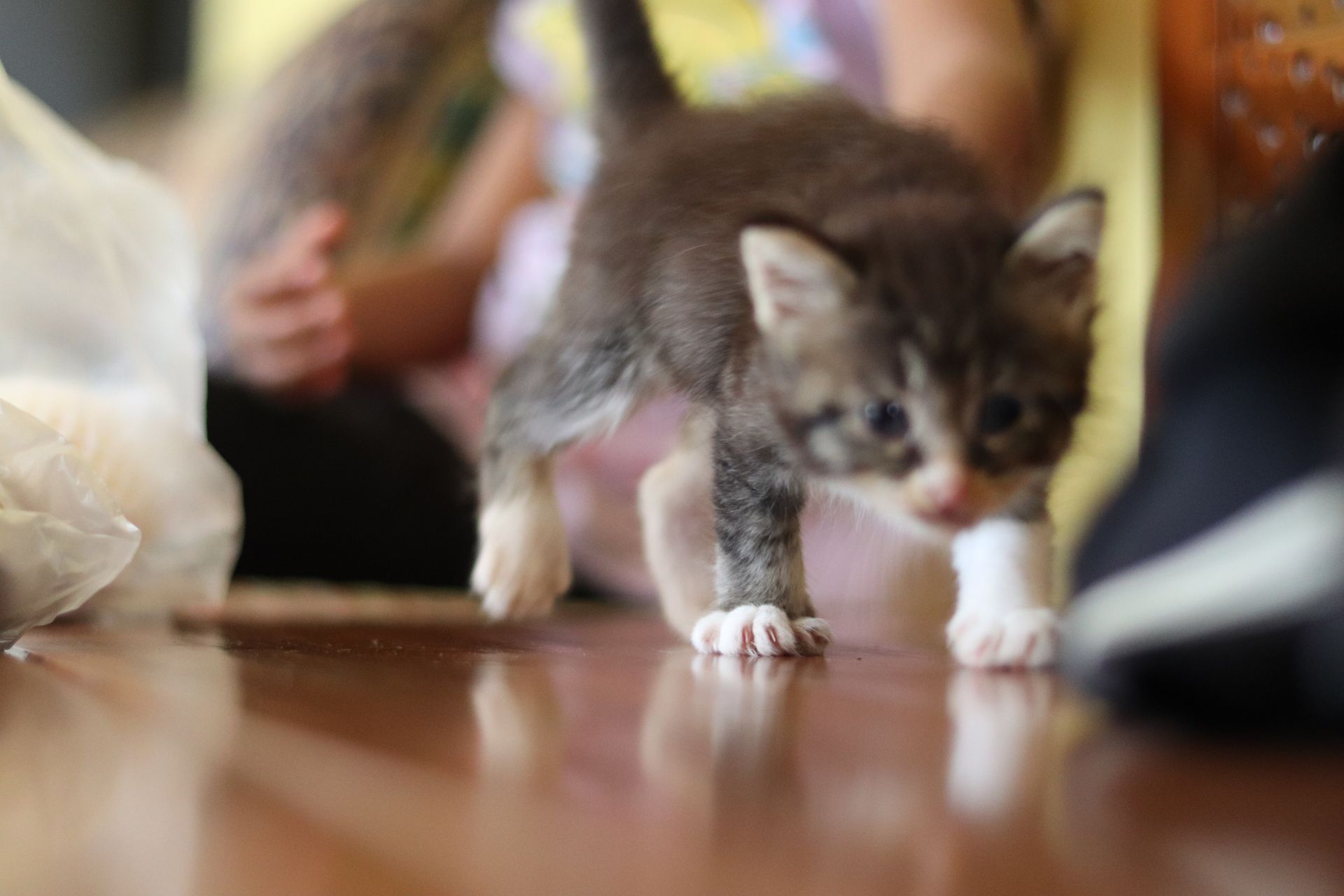 Anak kucing tabby mungil dengan kaki putih berjalan dengan penuh rasa ingin tahu di atas permukaan meja kayu yang reflektif.