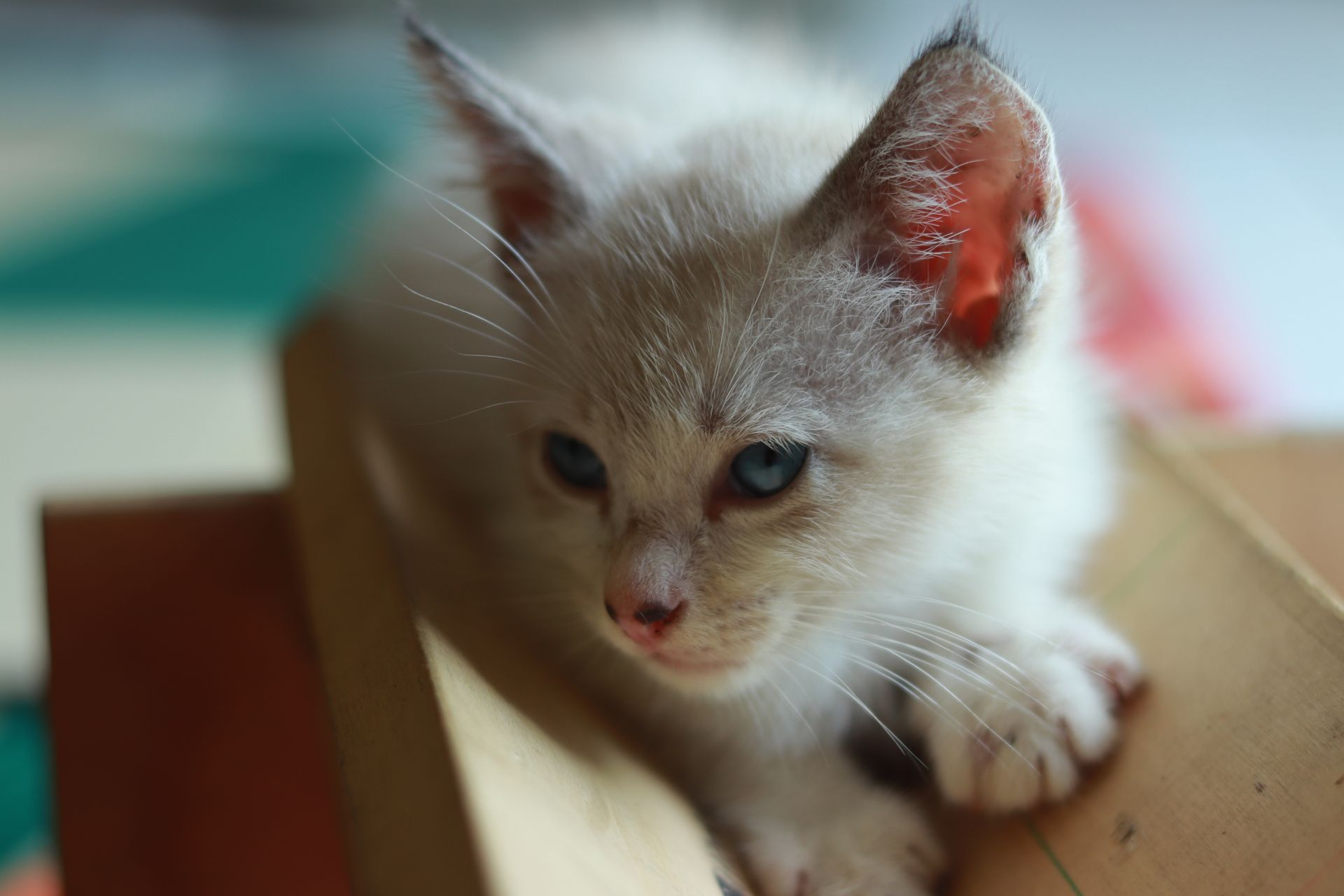 Close-up wajah anak kucing berwarna krem dengan mata biru yang menawan, menatap dengan ekspresi penasaran.