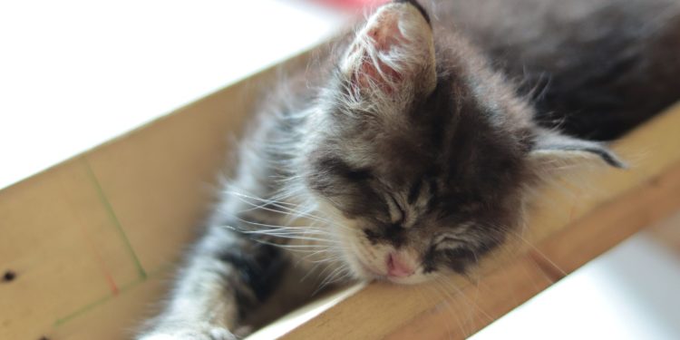 Hibrkraft Behind The Scene Story Sleepy Kitten