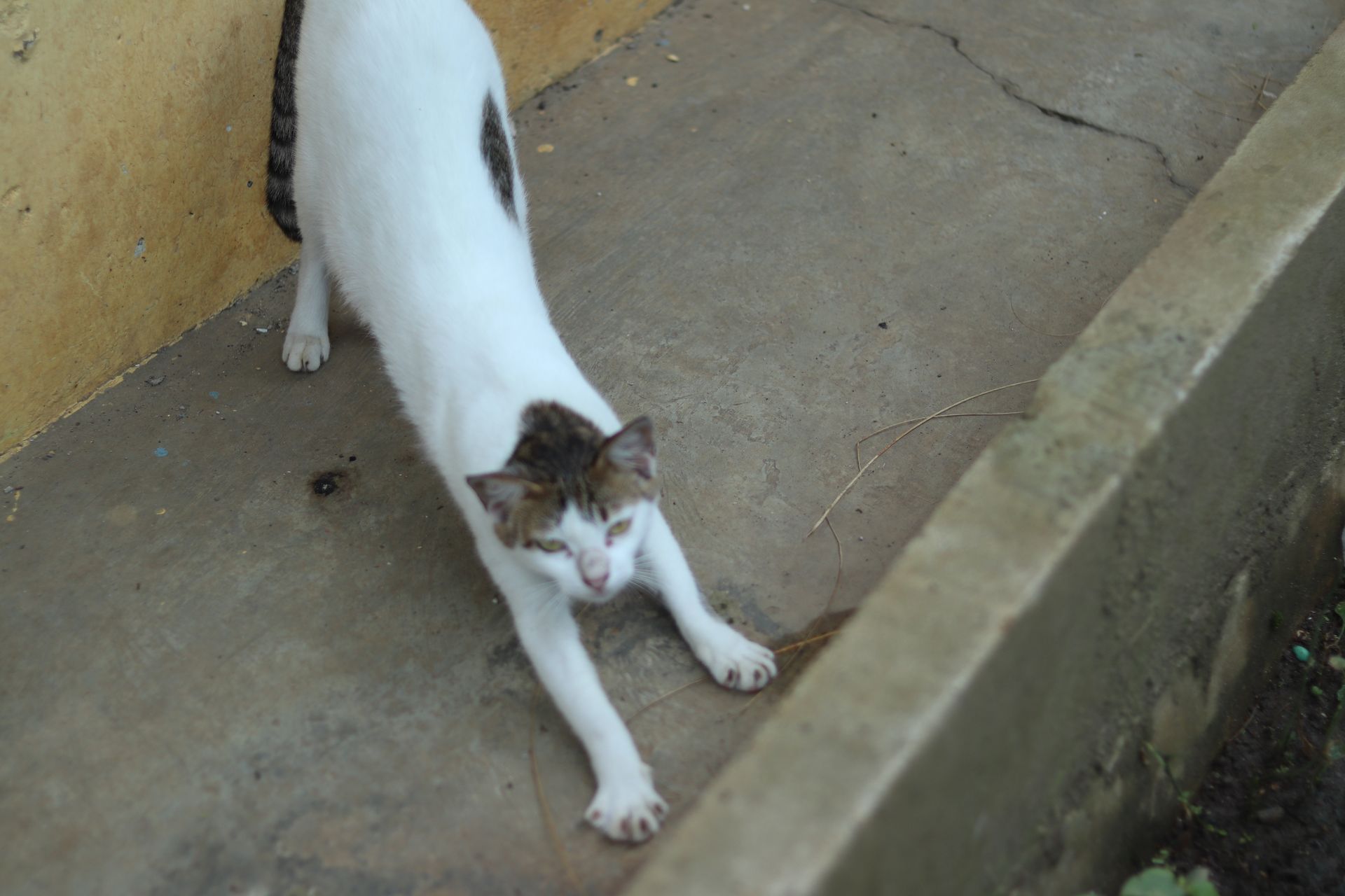 Seekor kucing putih dengan corak tabby sedang meregangkan tubuhnya di lantai beton, menunjukkan kelenturan dan kenyamanan.