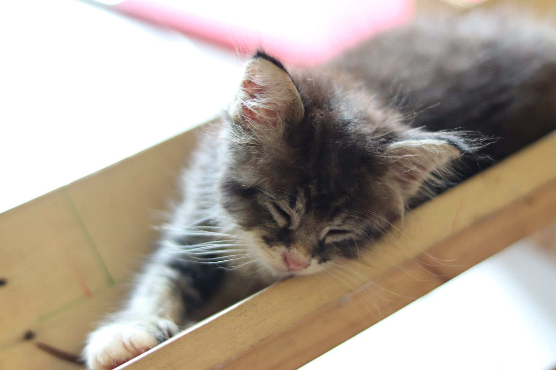 Seekor anak kucing tabby berbulu panjang tidur dengan sangat lelap di dalam sebuah kotak kayu, wajahnya damai dan rileks.