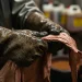 Leather Tanning Gloved Hands Wet Hide