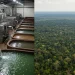 Palm Oil Factory Versus Rainforest