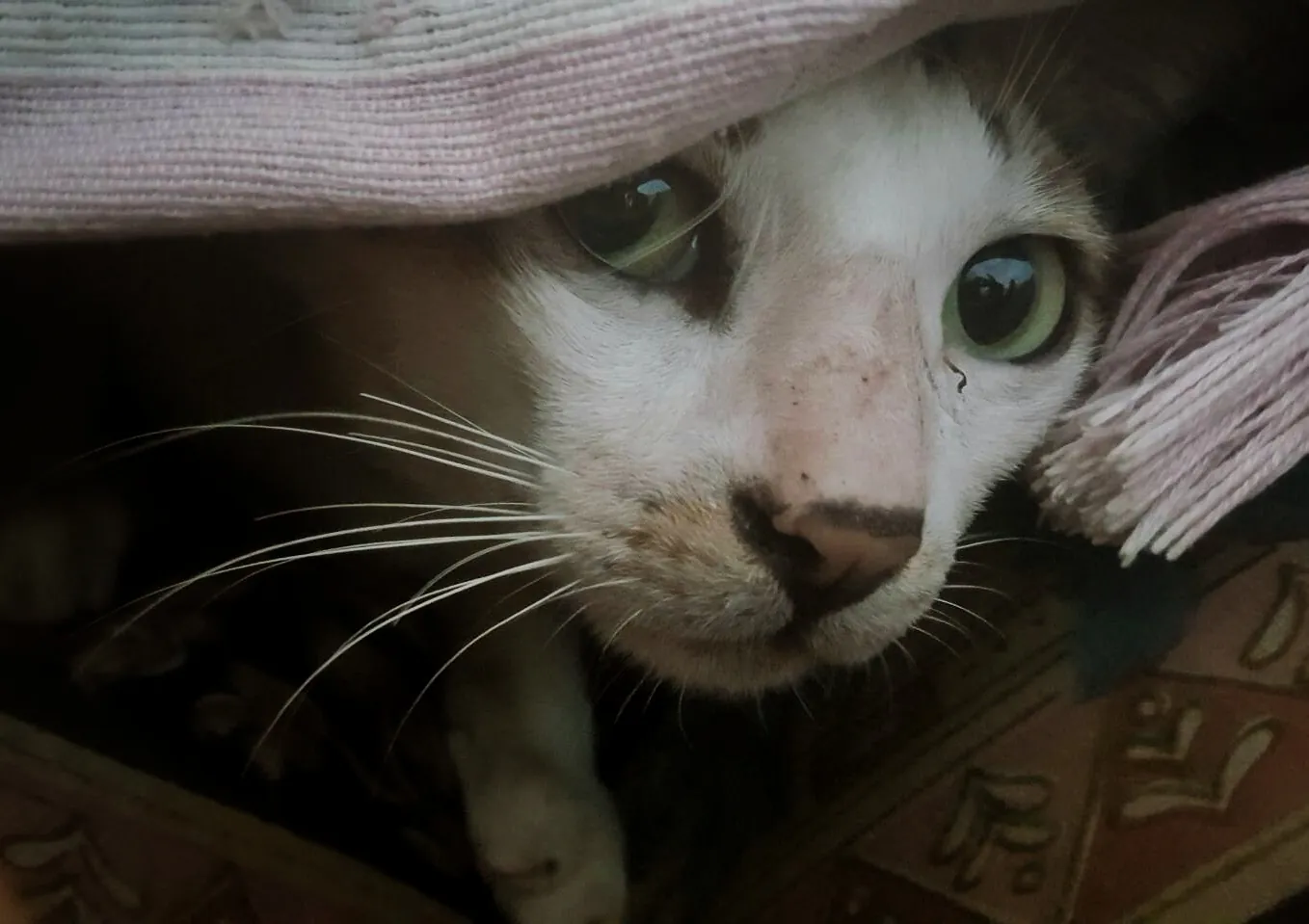 A cat peering out from behind a cloth in the workshop