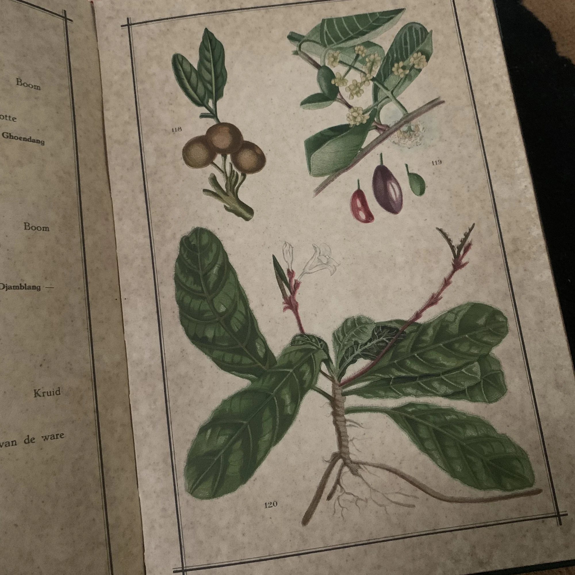 A page from a herbal book displaying colorful botanical illustrations.