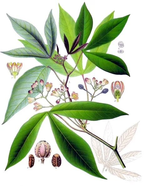 Litografi botani berwarna tahun 1897: ranting singkong berdaun lima jari dengan bunga, disertai gambar potongan bunga jantan dan betina, buah, dan biji di sekelilingnya