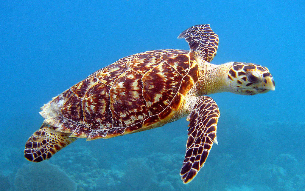 Penyu Hawksbill berenang di laut, memperlihatkan pola sisik karapas yang tumpang tindih