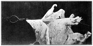 Fig. 1 MECHANICAL FLAYING ( dépouille mécanique )]