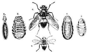WARBLE FLY (1) Egg, (2) Larva, (3 and 4) Chrysalides, (5) Natural form of fly, (6) Magnified fly.