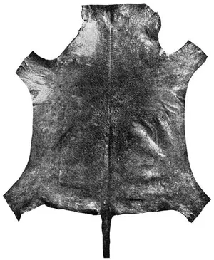 A KIP CONTAINING 584 HOLES CAUSED BY THE WARBLE FLY (The skin belongs to W. D. Mark & Sons, Hide Factors, Newcastle.)