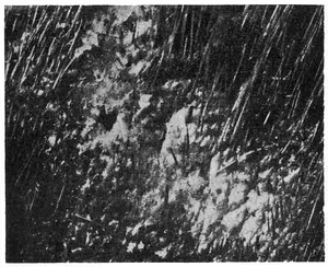 Fig. 3 HOLE IN COW HIDE, MADE BY THE GRUB OF THE WARBLE FLY (Magnified fifteen times)