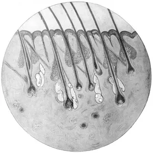Section of Calf-skin. (For key, see Fig. 9 .)