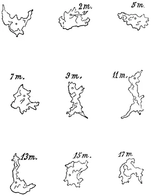 Fig. 1. —Lymph-corpuscle of frog, showing gradual change of form. (Ranvier.)