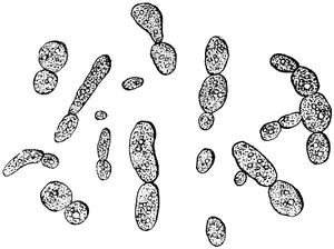 Fig. 2. —Yeast-cells, much magnified.