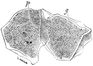 Fig. 3. —Epithelium-cells. Ranvier. p , pressure-marks; g , granular protoplasm.