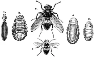 Fig. 7. — Hypoderma bovis. 1, egg; 2, maggot; 4, chrysalis case; 6, fly, magnified (Brauer); 3, 5, chrysalis and fly, natural size (B. Clark).