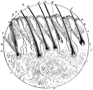 Fig. 9. —Vertical section of calf-skin, magnified about 50 diameters. a , epidermis; b , grain or papillary layer; c , fibrous layer of skin; d , hairs; e , fat-glands; f , sweat-glands; g , opening of ducts of sweat-glands; h , hair-muscles.