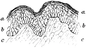 Fig. 10. —Epidermis layer.
