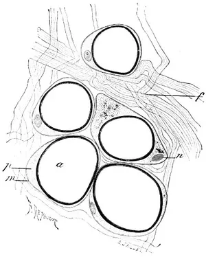 Fig. 15. —Fat-cells in connective tissue. a , fat-globule; p , protoplasm; n , nucleus; m , cell-wall. (Ranvier.)