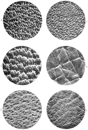 Photo-micrographs of Grain of various Skins ( A. Seymour-Jones ).