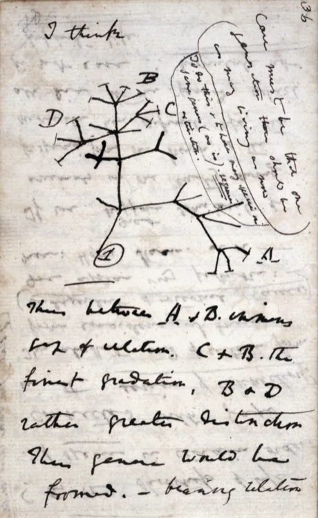 Halaman buku catatan bertulisan tangan Charles Darwin, dengan diagram pohon bercabang berlabel B, C, D dan angka 1 di tengah, sebuah wadah berbentuk oval berisi catatan tambahan di kanan atas yang dihubungkan dengan garis ke pohon, serta beberapa baris paragraf tulisan tangan bersambung di bagian bawah