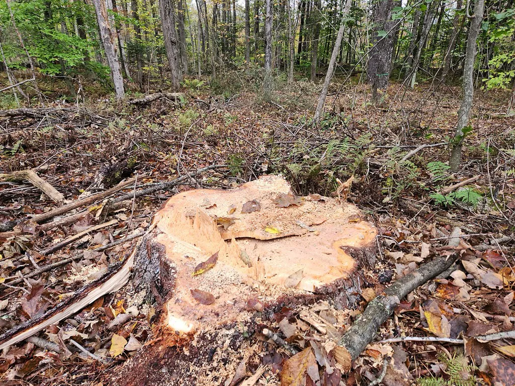 Tunggul pohon pinus besar yang baru ditebang di lantai hutan yang rimbun oleh ranting dan dedaunan gugur, dengan pepohonan sehat berdiri di latar belakang